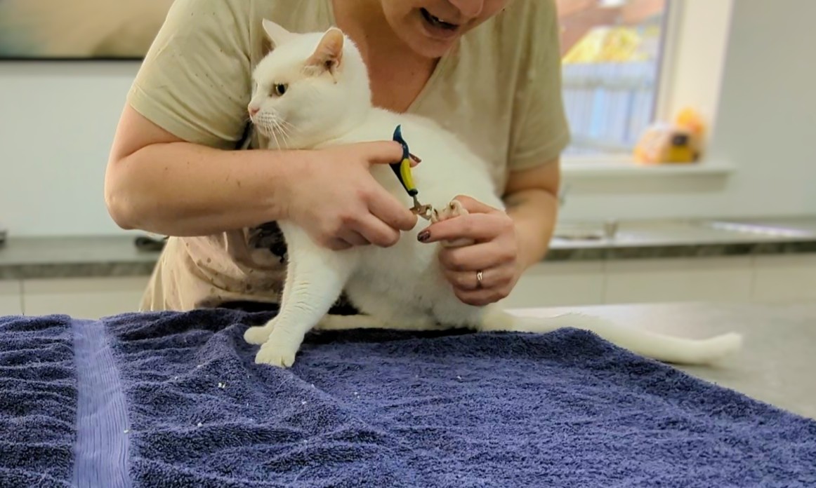 How to Cut Your Cat's Claws: Dr. Karyn's Tips (with Video)