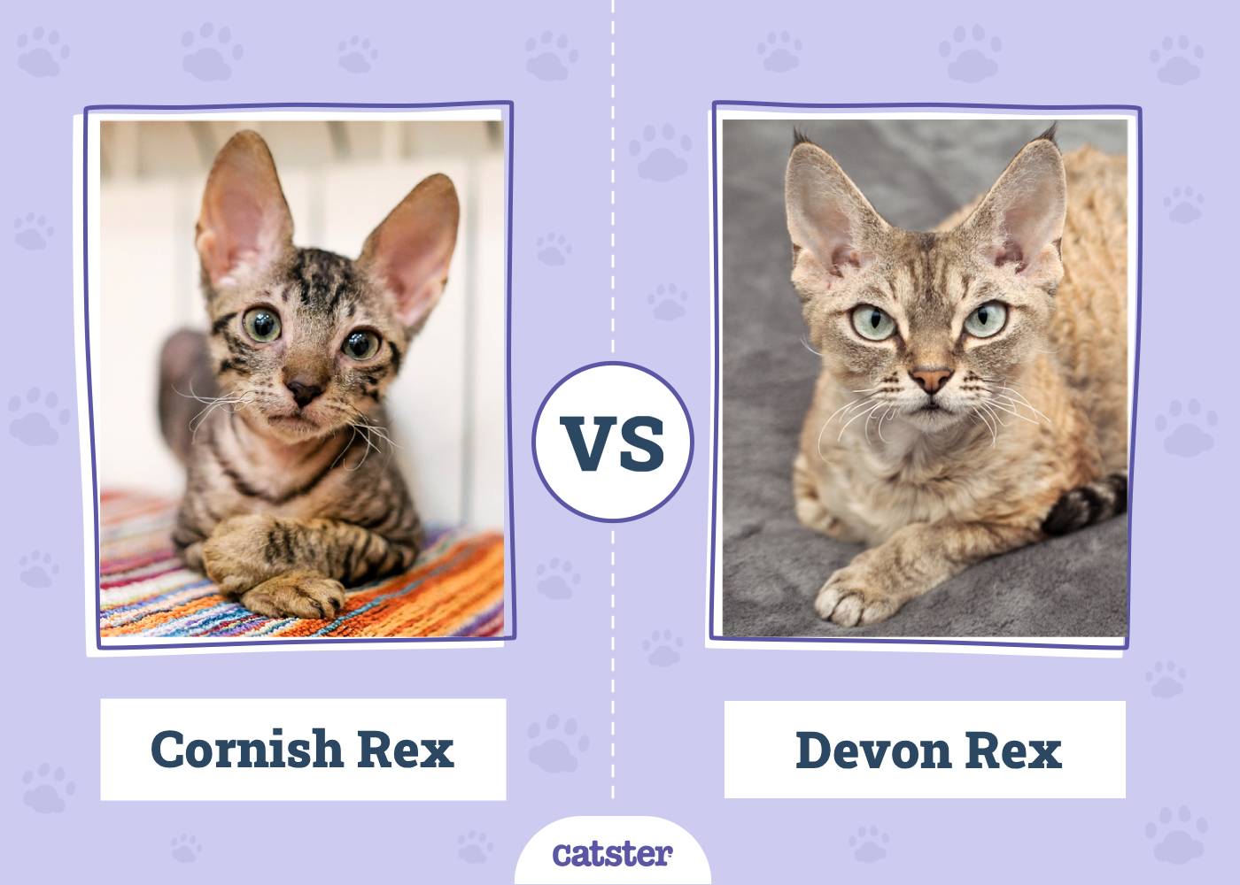 Cornish Rex vs. Devon Rex: Main Differences (With Pictures)