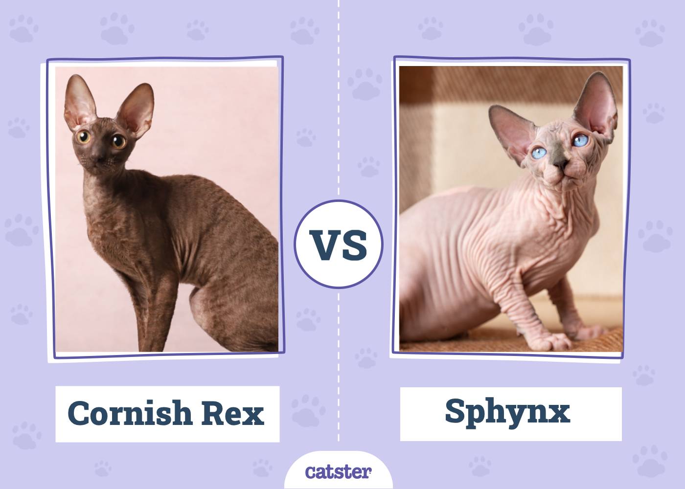 Cornish Rex vs. Sphynx: Differences Explained (With Pictures)