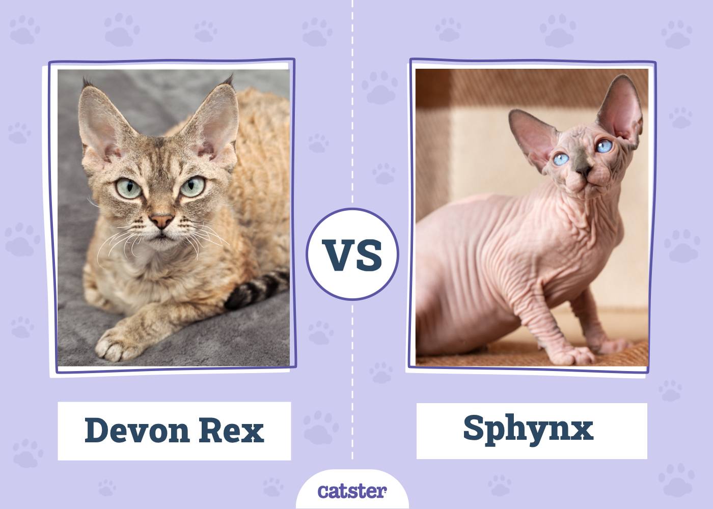 Devon Rex vs Sphynx Cat: What’s the Difference? (With Pictures)