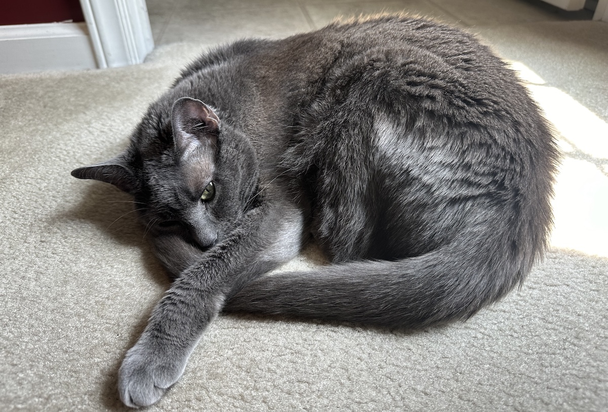 Do You Have a Guard Cat? How Olga Guards Her Territory