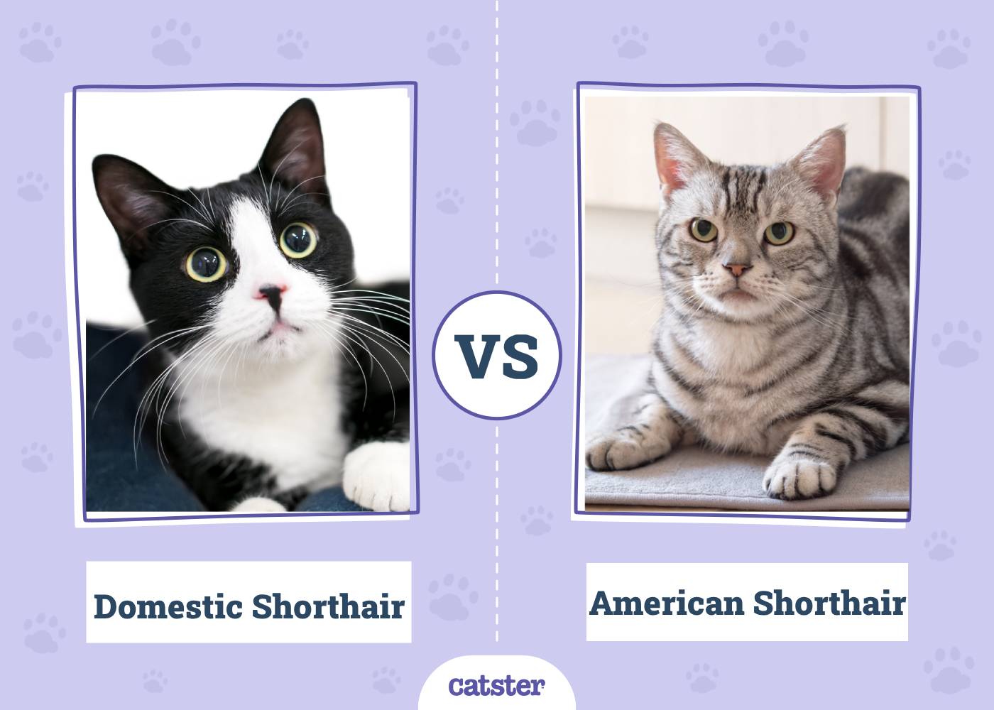 Domestic Shorthair vs American Shorthair Cat: Main Differences (With Pictures, Vet-Reviewed)