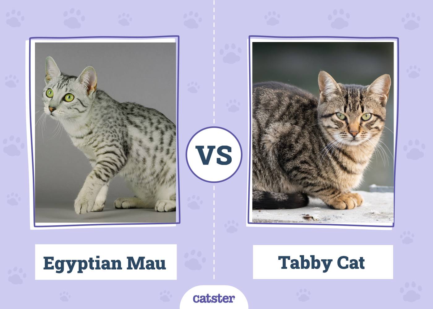 Egyptian Mau vs. Tabby Cat: The Differences (With Pictures)