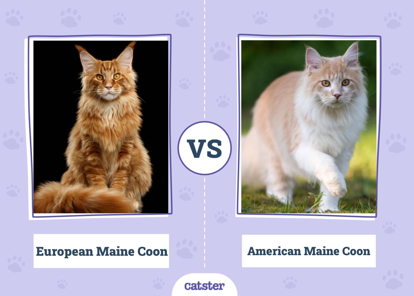European Maine Coon vs. American Maine Coon: Vet-Reviewed Differences (With Pictures)