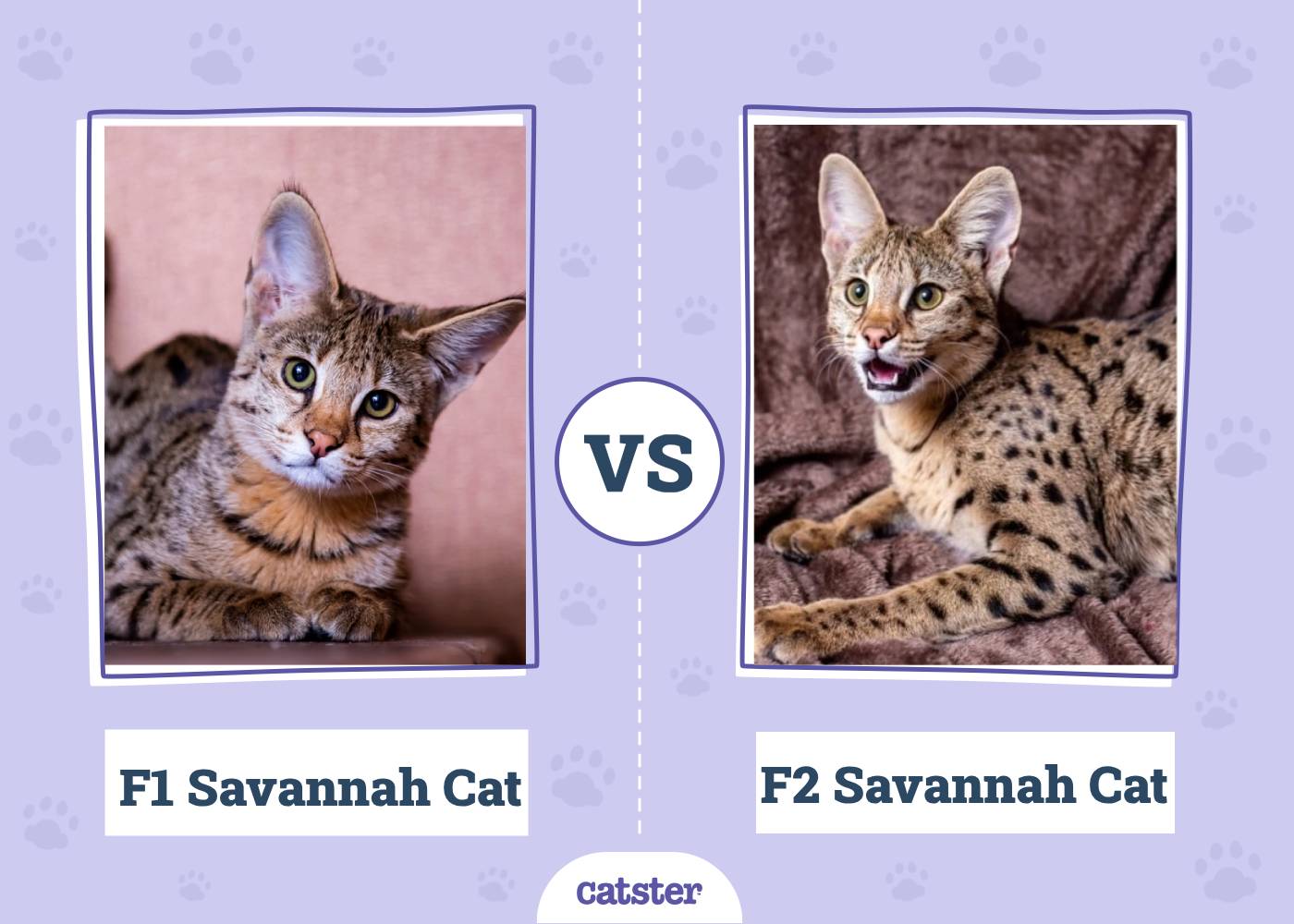 F1 vs. F2 Savannah Cat: How Are They Different? (With Pictures)