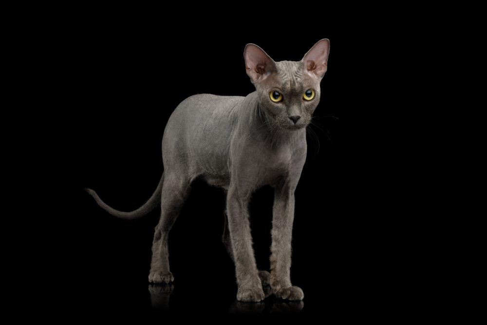 Grey Sphynx Cat: Info, Pictures, Care & Traits