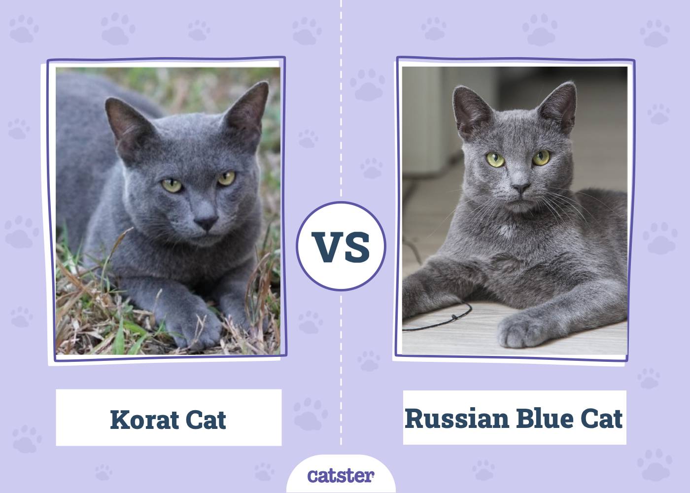 Korat Cat vs Russian Blue:  Vet-Verified Differences (With Pictures)
