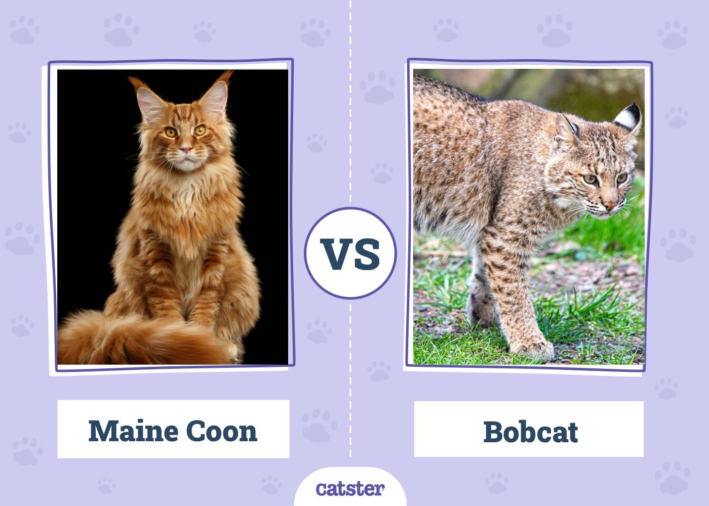 Maine Coon vs Bobcat: What’s the Difference? (With Pictures)