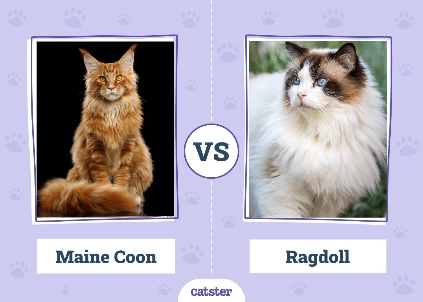 Maine Coon vs. Ragdoll: The Differences (With Pictures)