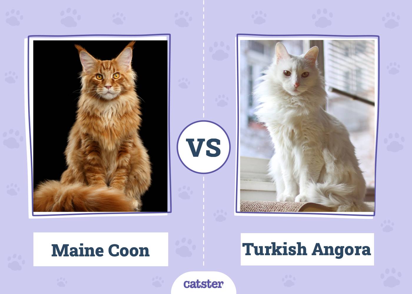 Maine Coon vs Turkish Angora: The Differences (With Pictures)