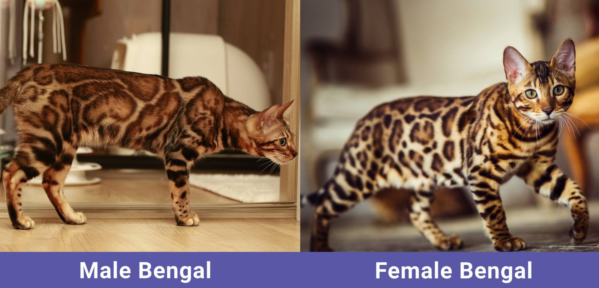 Male VS Female Bengal Cat side by side