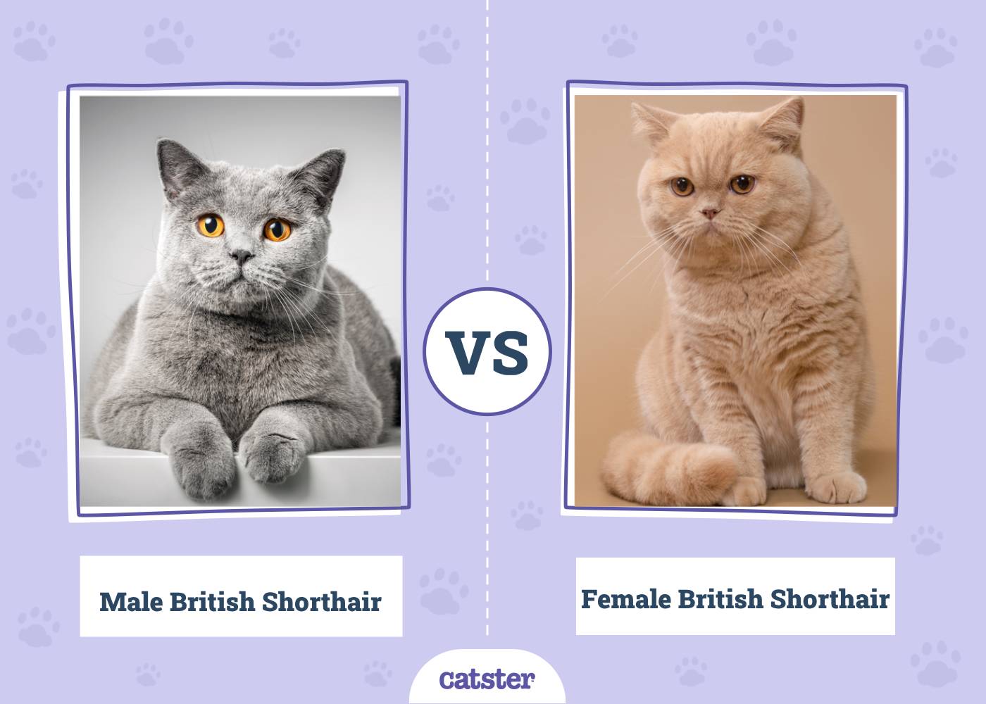 Male vs. Female British Shorthair: Principal Differences (With Pictures, Vet-Reviewed)