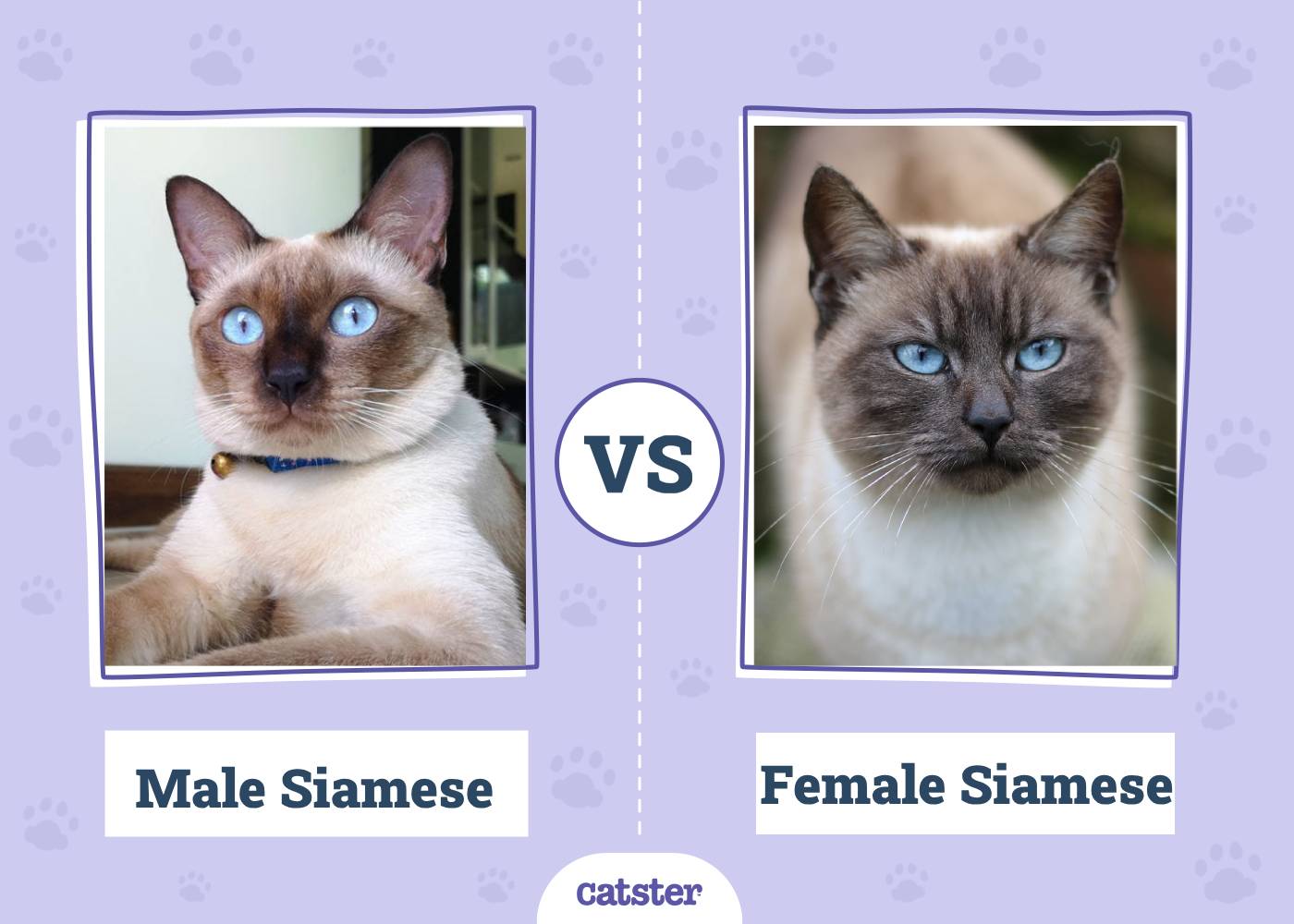 Male vs Female Siamese: What’s the Difference? (With Pictures, Vet-Reviewed)