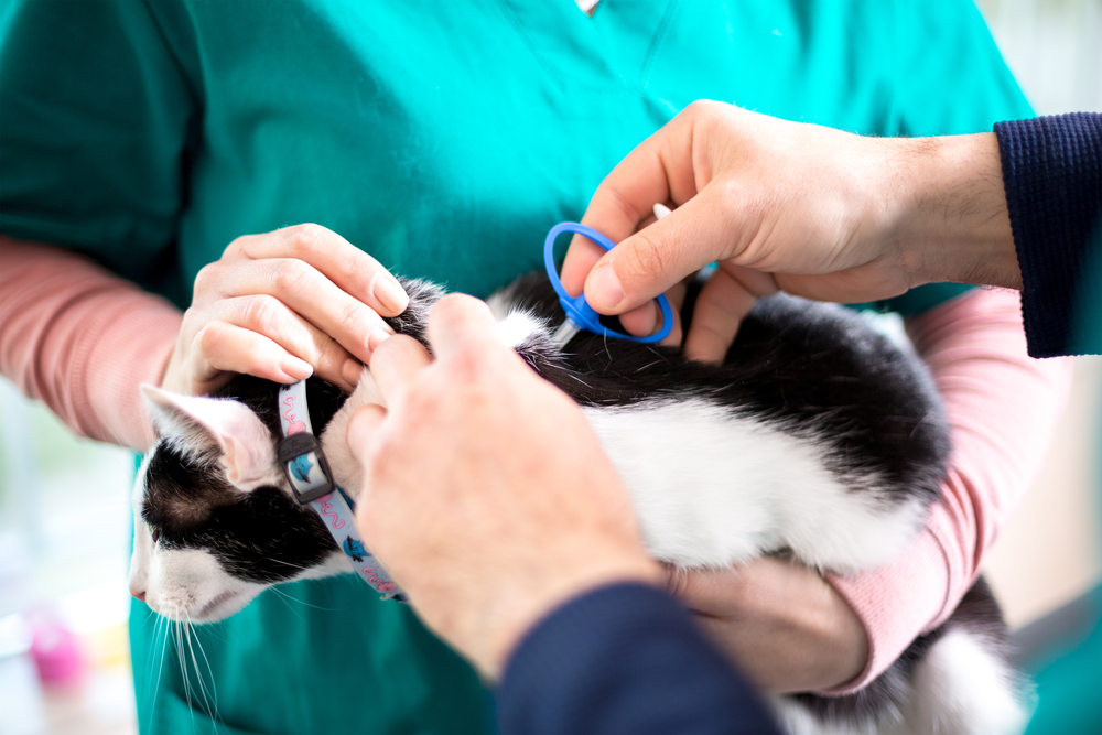 UK Cat Chipping Law: What Is It & What You Need to Know (Vet-Verified)