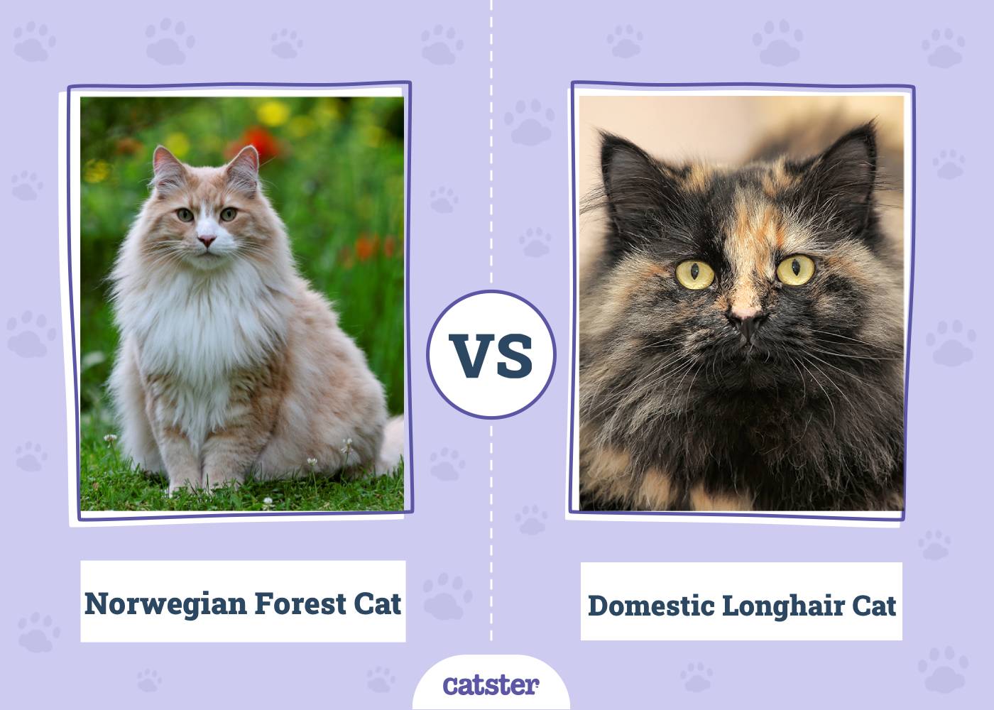 Norwegian Forest Cat vs Domestic Longhair Cat: Main Differences (With Pictures, Vet-Reviewed)