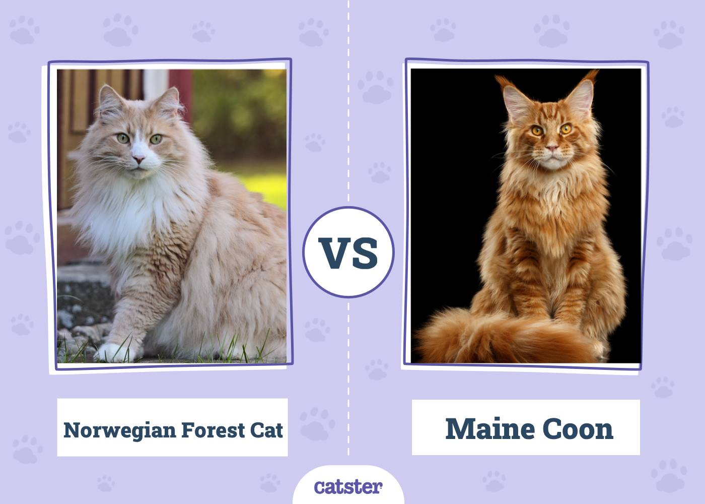 Norwegian Forest Cat vs. Maine Coon: Vet-Reviewed Differences (With Pictures)