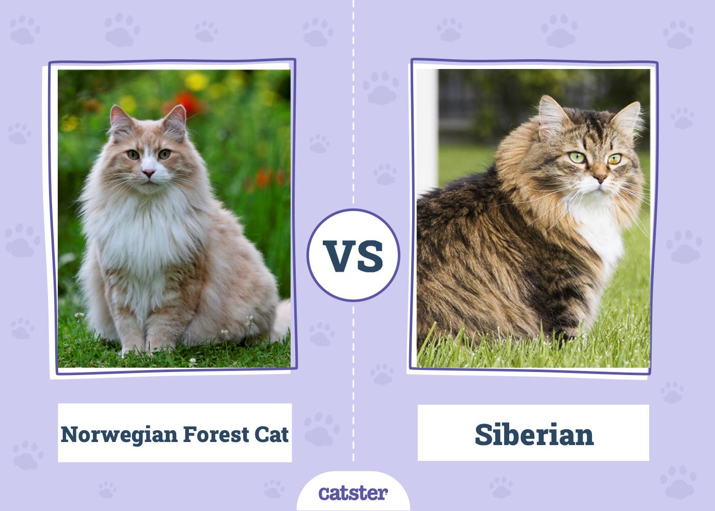 Norwegian Forest Cat vs Siberian Cat: What’s the Difference (With Pictures)