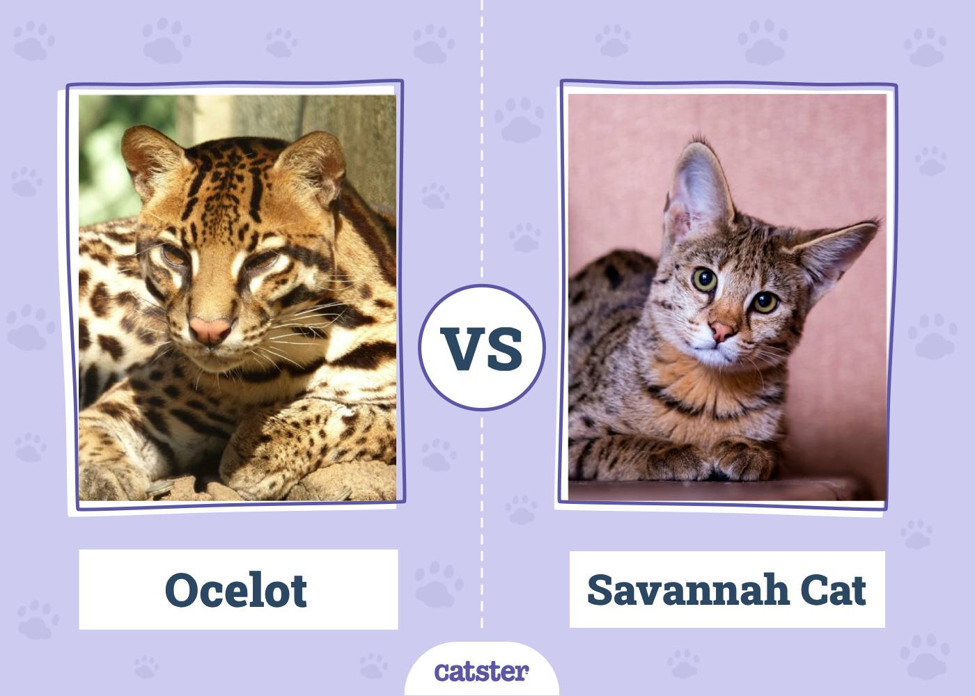 Ocelot vs Savannah Cat: How Are They Different? (With Pictures)
