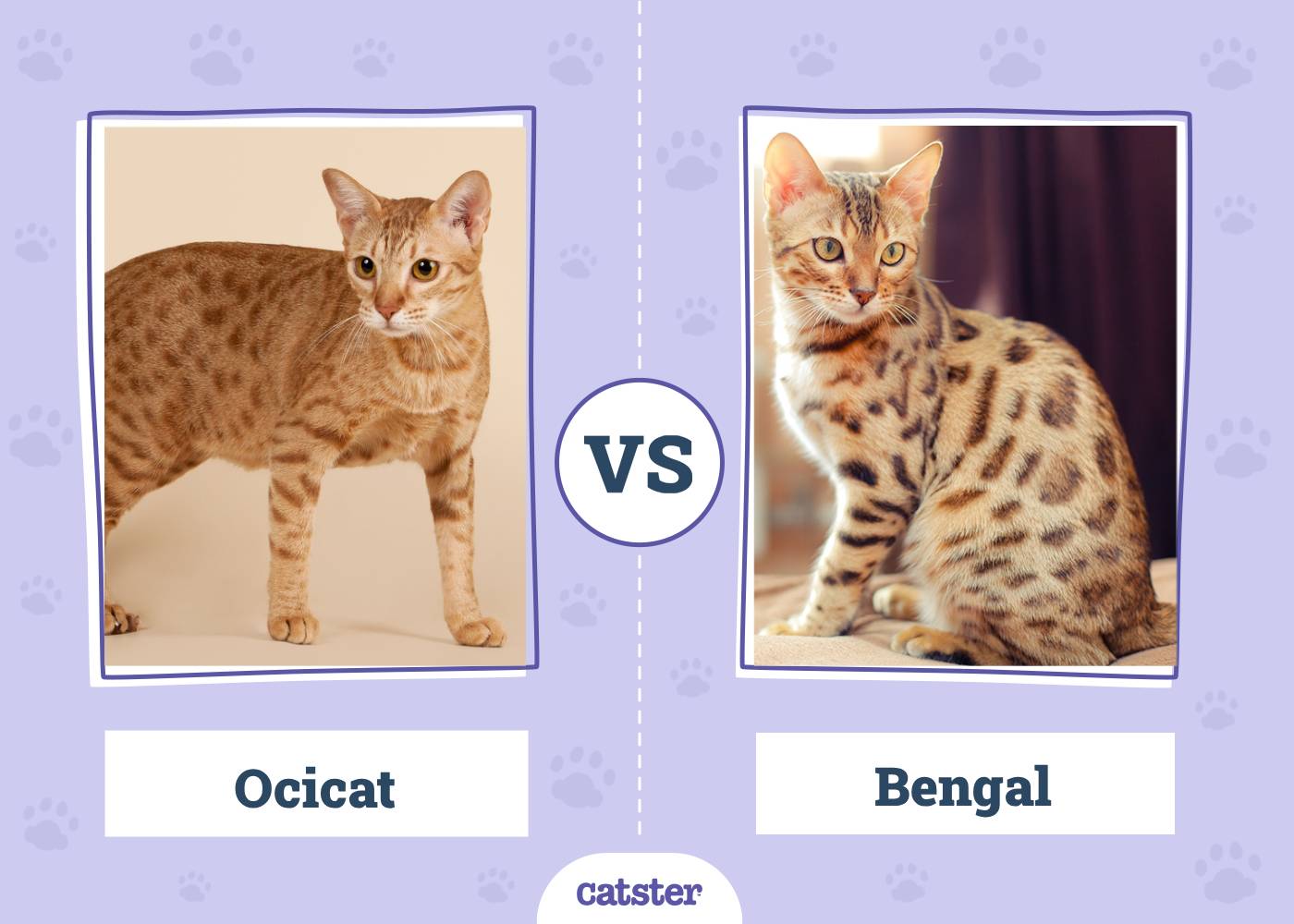Ocicat vs Bengal: What’s the Difference? (With Pictures)