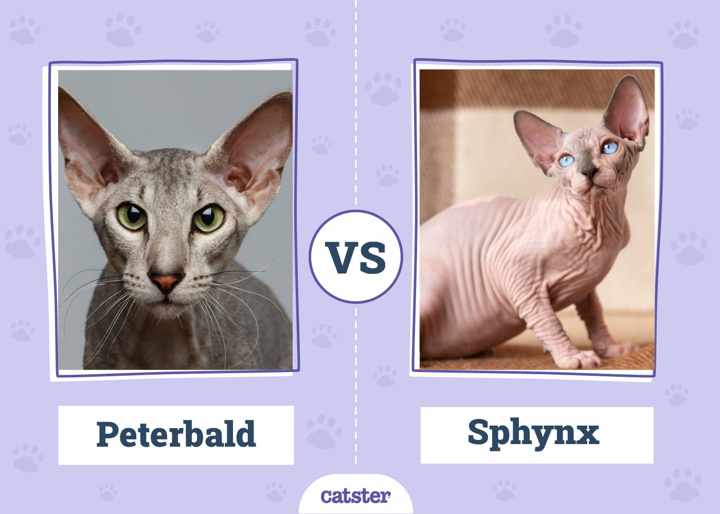 Peterbald vs Sphynx: Key Differences (With Pictures)