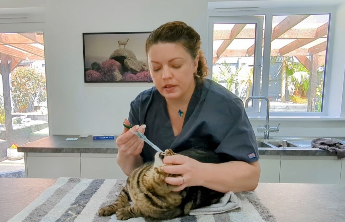 Pyrantel Pamoate for Cats: Our Vet Explains Dosage, Uses & Side Effects