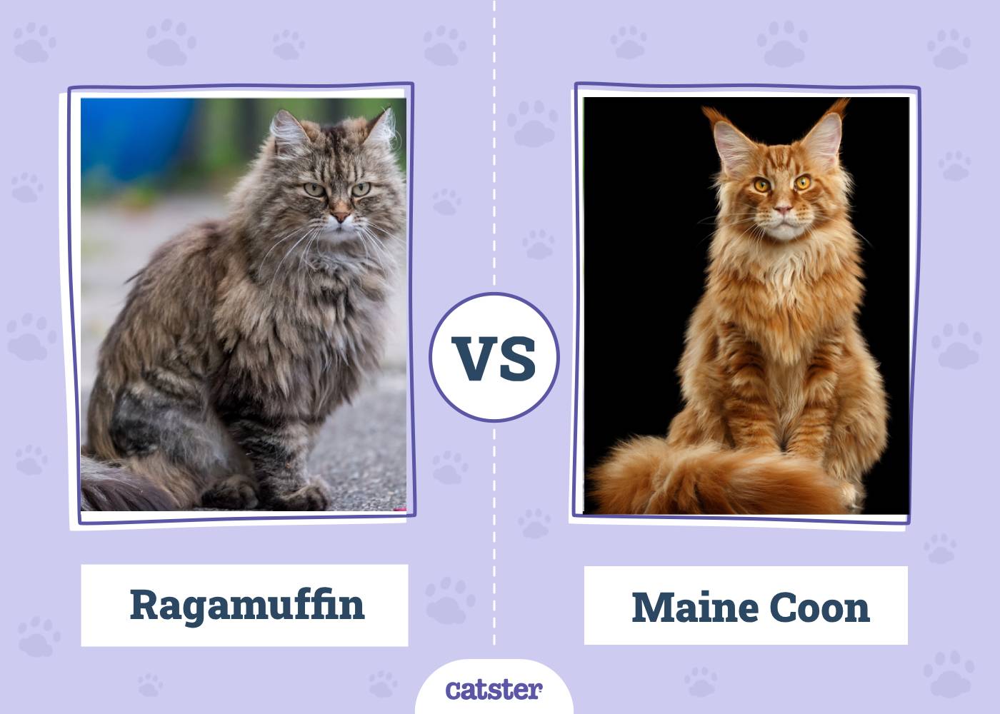 Ragamuffin Cat vs Maine Coon: Vet-Verified Main Differences (With Pictures)