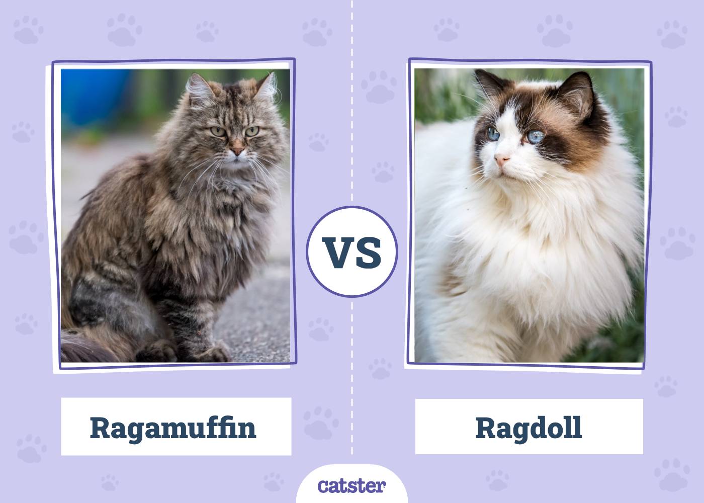 Ragamuffin vs. Ragdoll: Key Differences (With Pictures)
