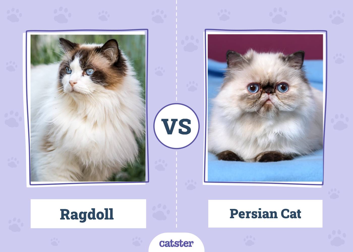 Ragdoll vs Persian Cat: Principal Differences (With Pictures, Vet-Reviewed)