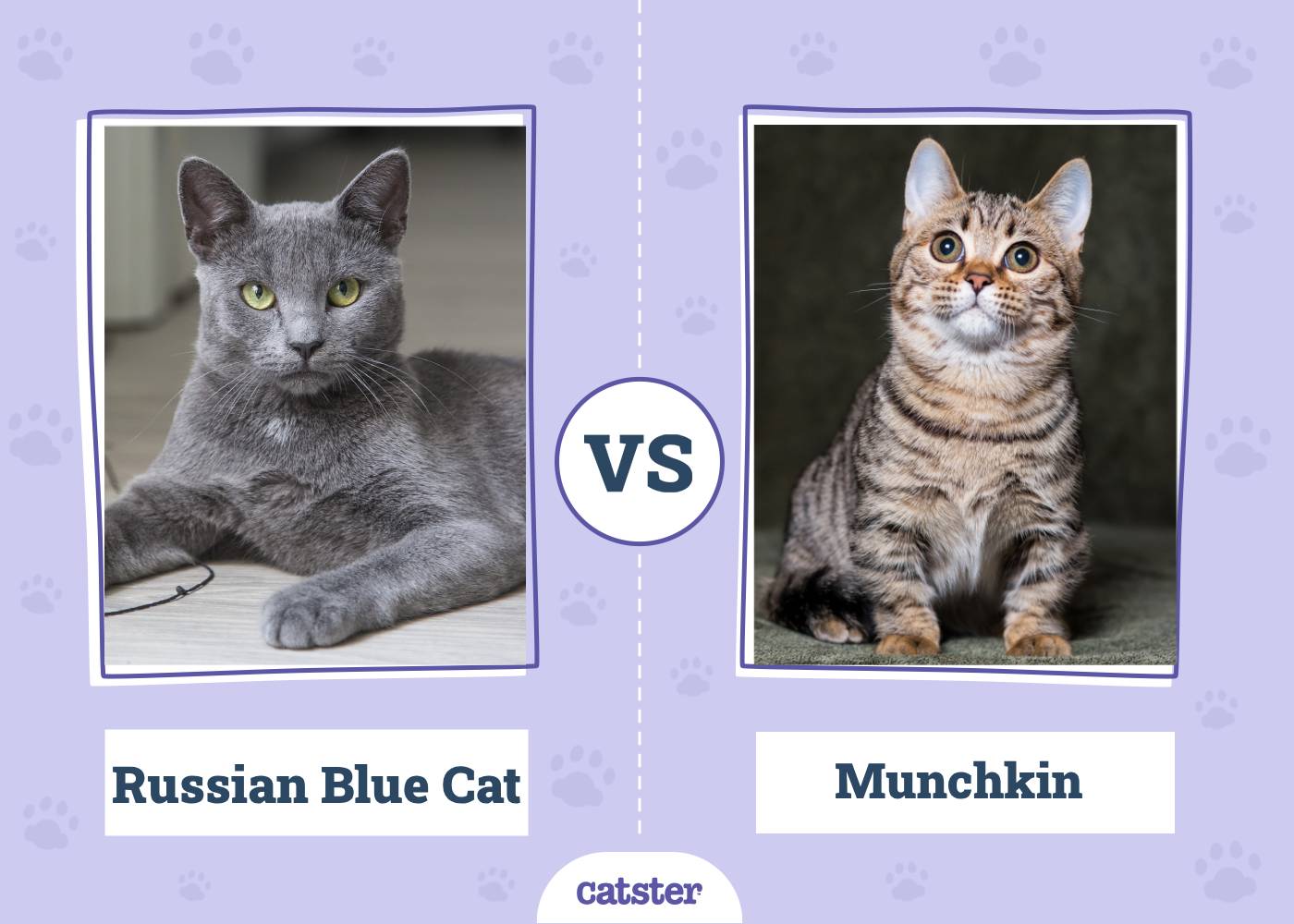 Russian Blue vs. Munchkin Cat - What's the Difference? (With Pictures)