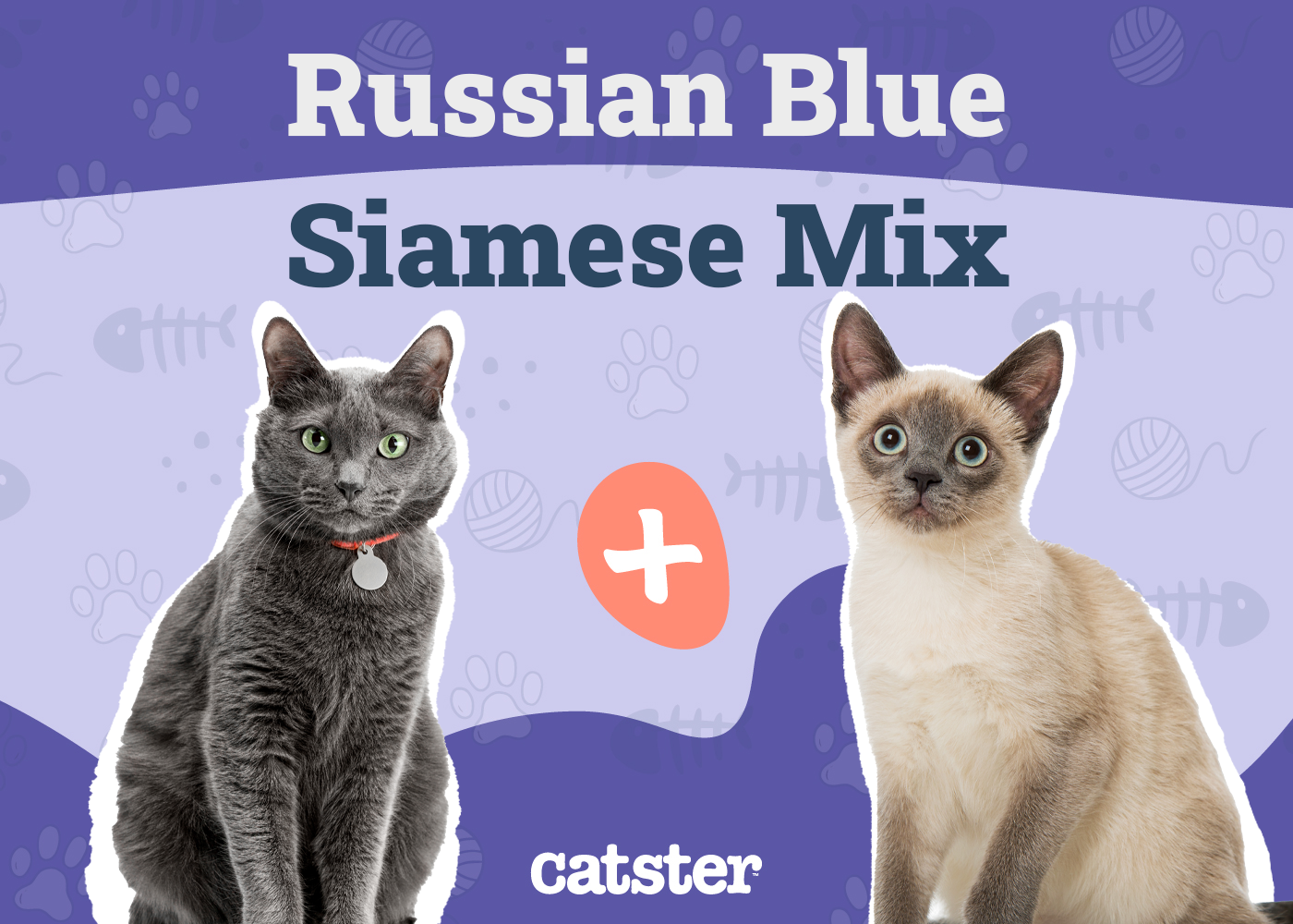 Russian Blue Siamese Mix: Info, Pictures, Care & Traits
