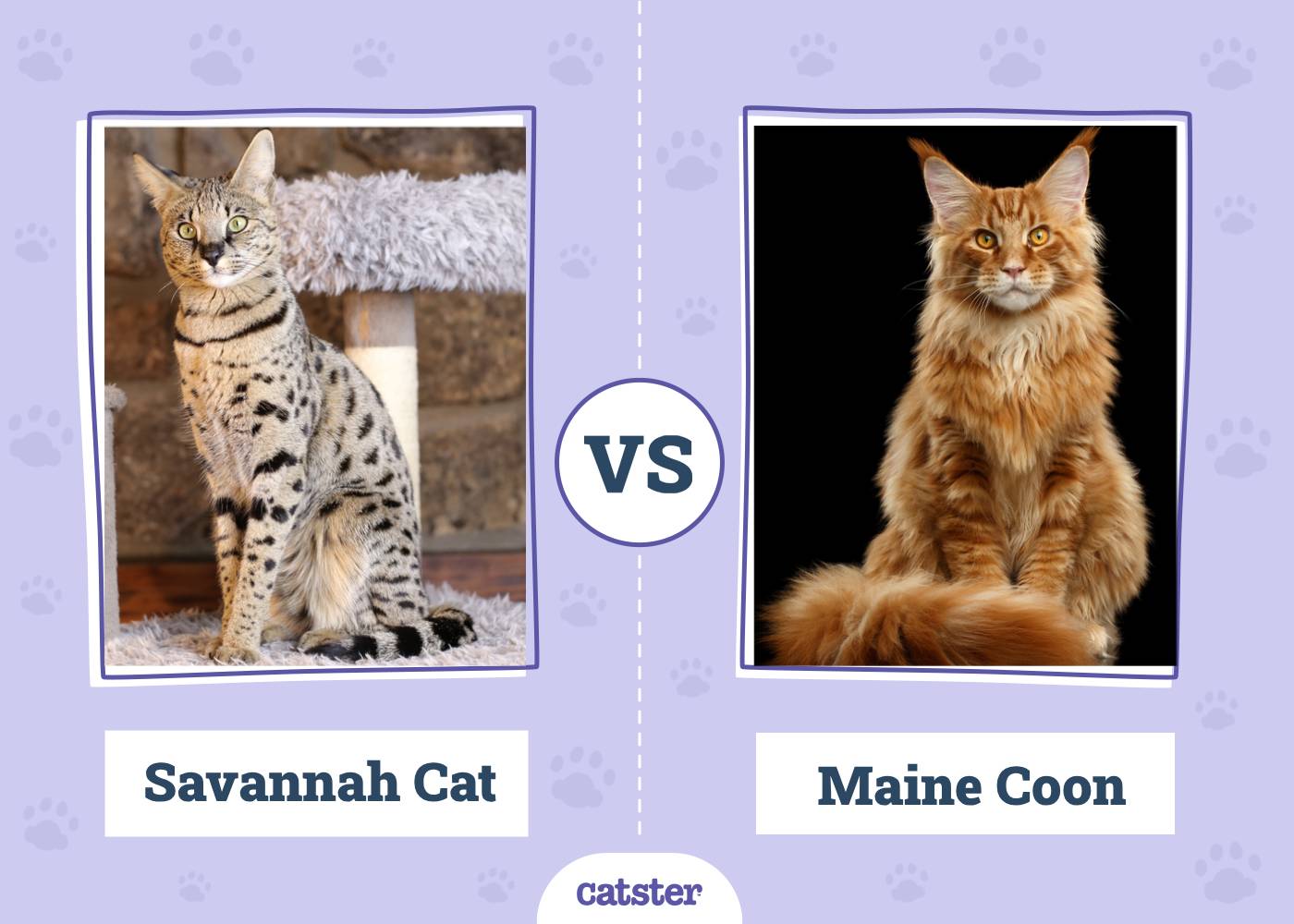 Savannah Cat vs. Maine Coon: Vet-Verified Key Differences (With Pictures)