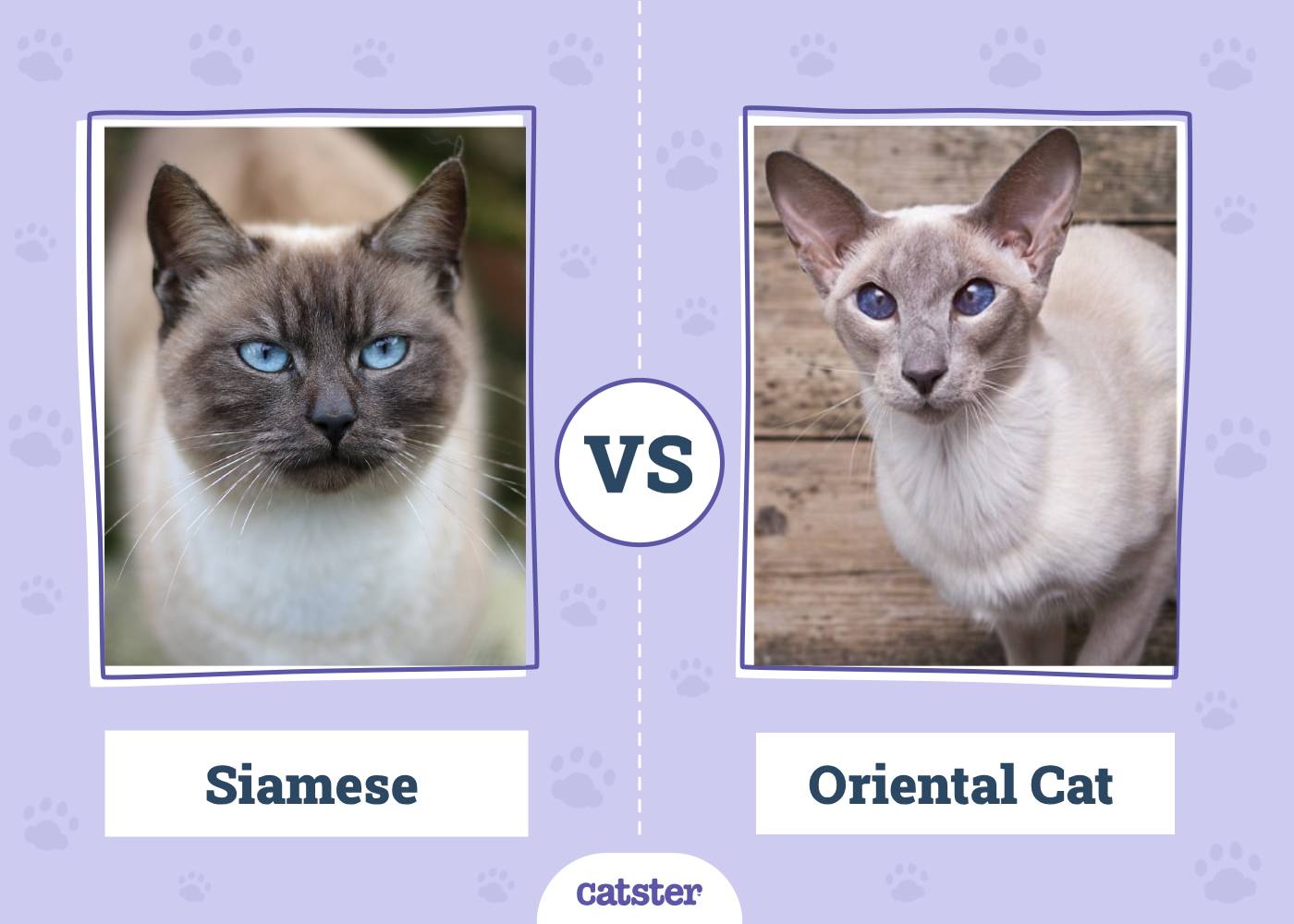 Siamese Cat vs. Oriental Shorthair Cat: Vet-Verified Key Differences (With Pictures)