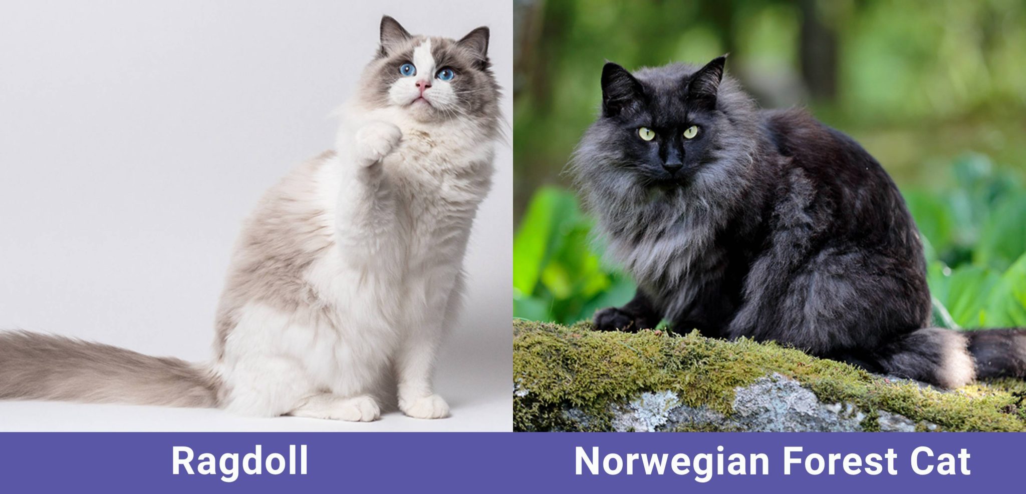 Side by side Catster Ragdoll VS Norwegian Forest Cat