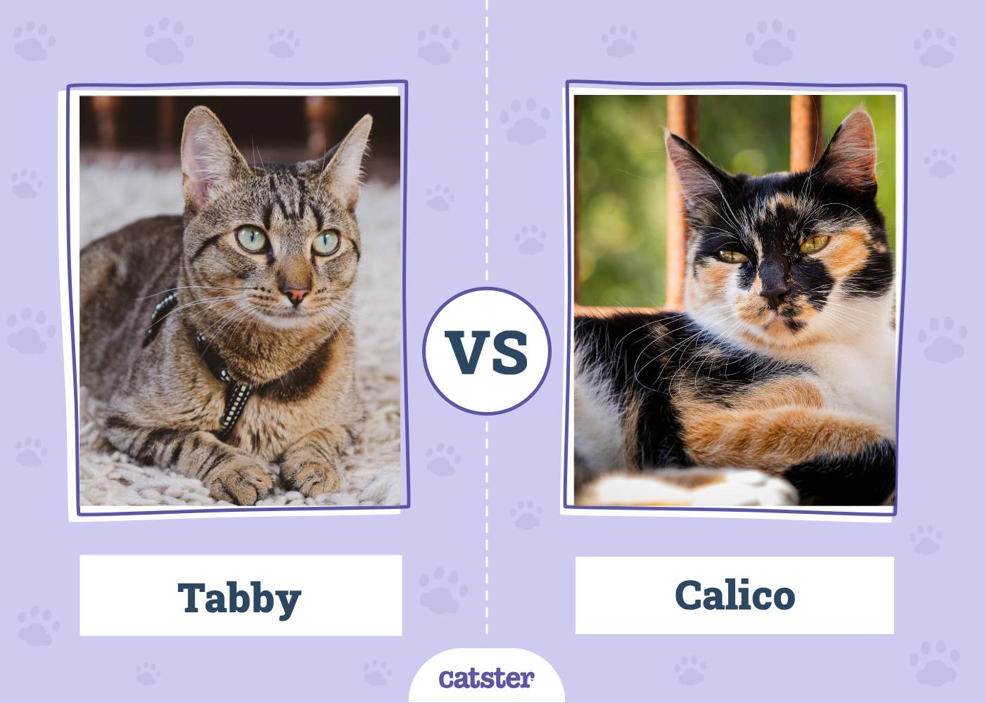 Tabby vs. Calico Cats: What’s the Difference? (With Pictures)
