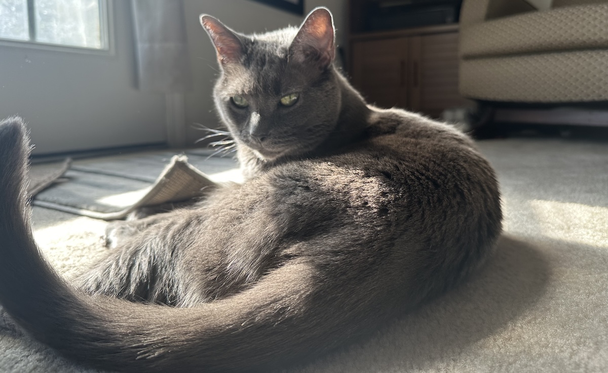 How Seasonal Changes Affect Your Cat’s Behavior: Olga’s Routine Modifications