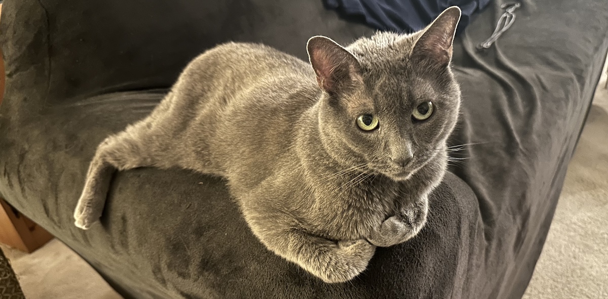 Why People Love to Talk About Their Cats: Olga’s Entertaining Nature
