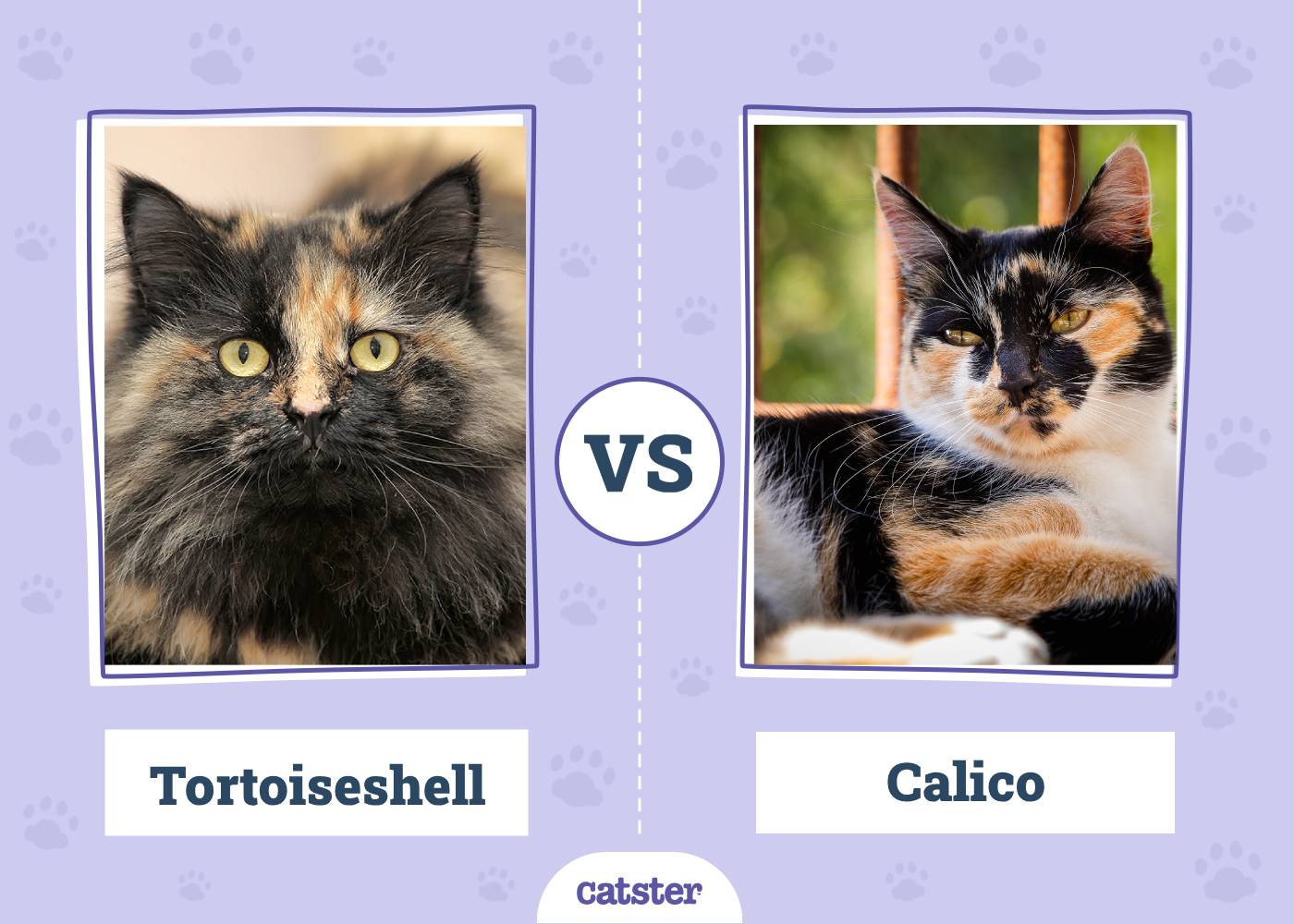 Tortoiseshell Cat vs. Calico: How to Spot the Difference (With Pictures, Vet-Reviewed)