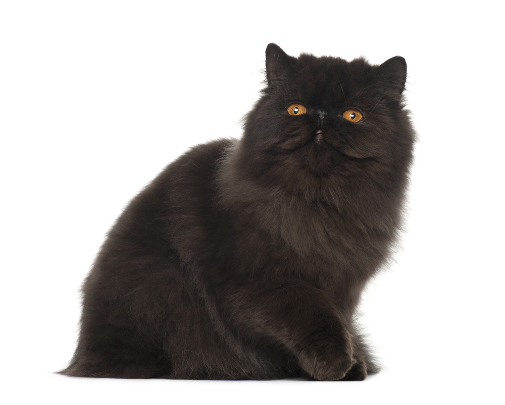 Black Persian Cat: Info, Pictures, Facts & History