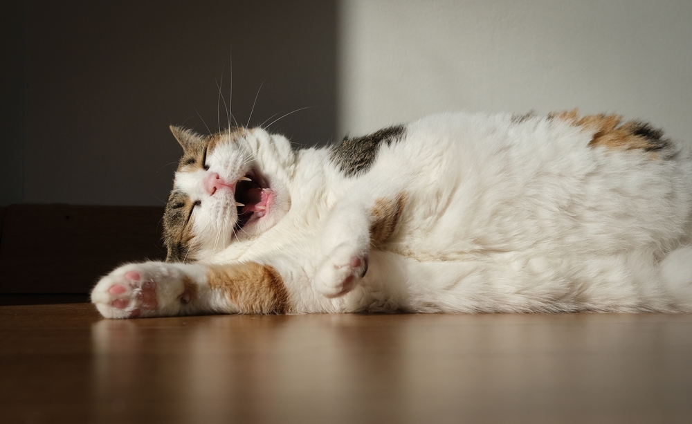 32 Cat Dad Jokes for the Funny Feline Father in Your Life