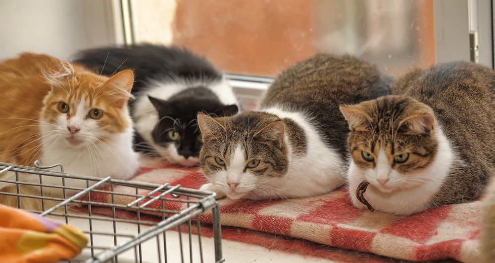 cats in animal shelter