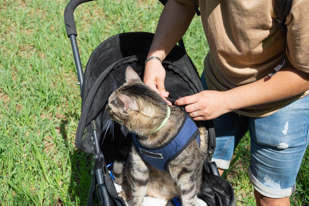 3 Amazing DIY Cat Stroller Plans You Can Create at Home (With Pictures)