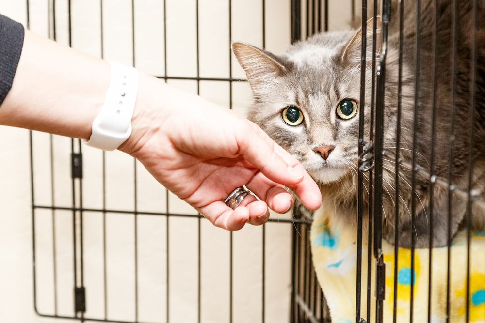 How to Cat Sit: 11 Expert Tips