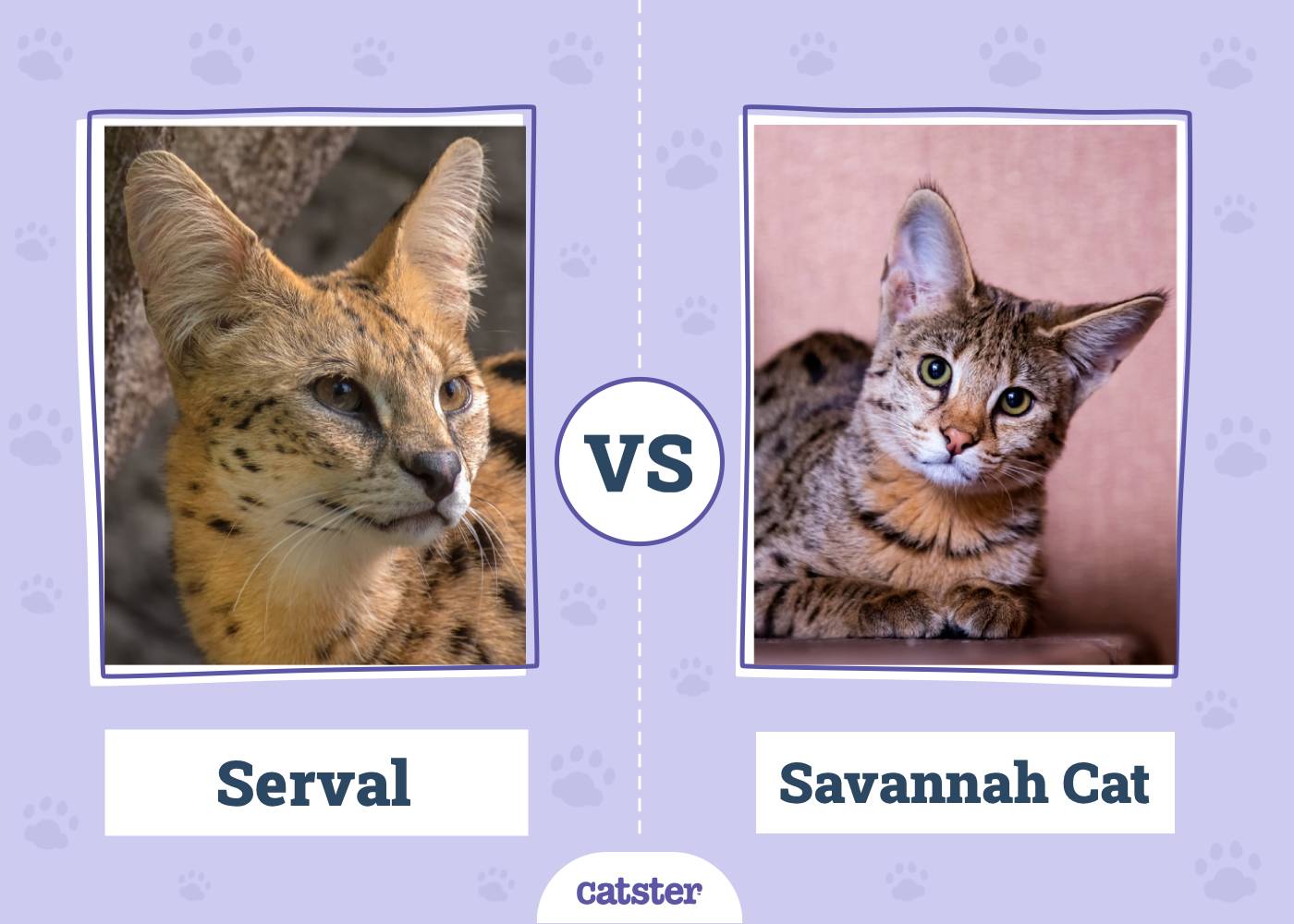 Serval vs. Savannah Cat: Vet-Reviewed Key Differences (With Pictures)