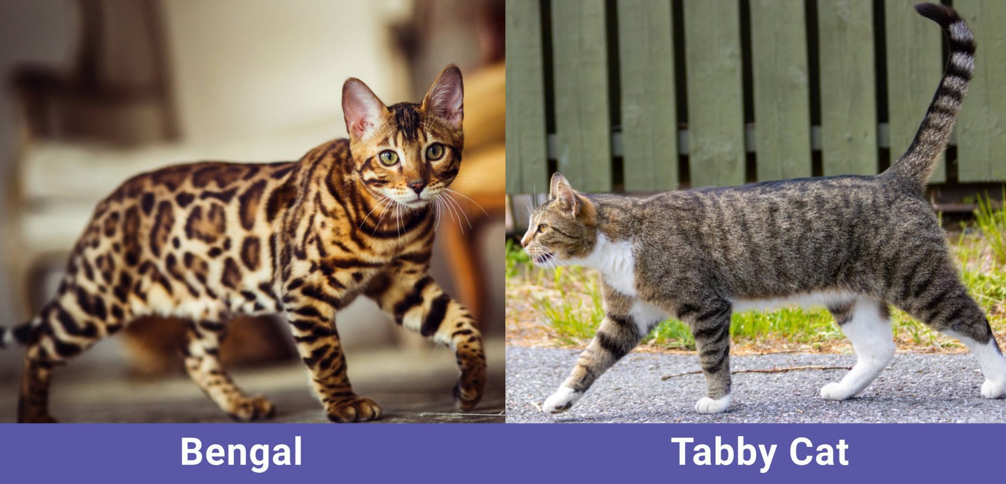 side by side Bengal VS Tabby Cat