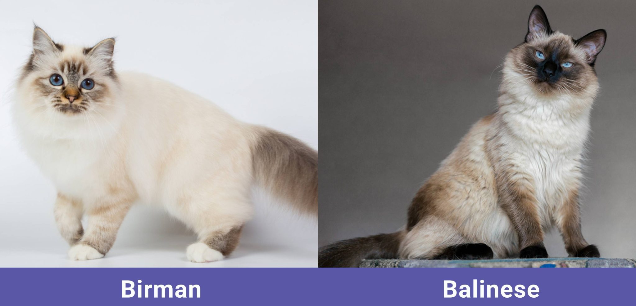 side by side Birman VS Balinese