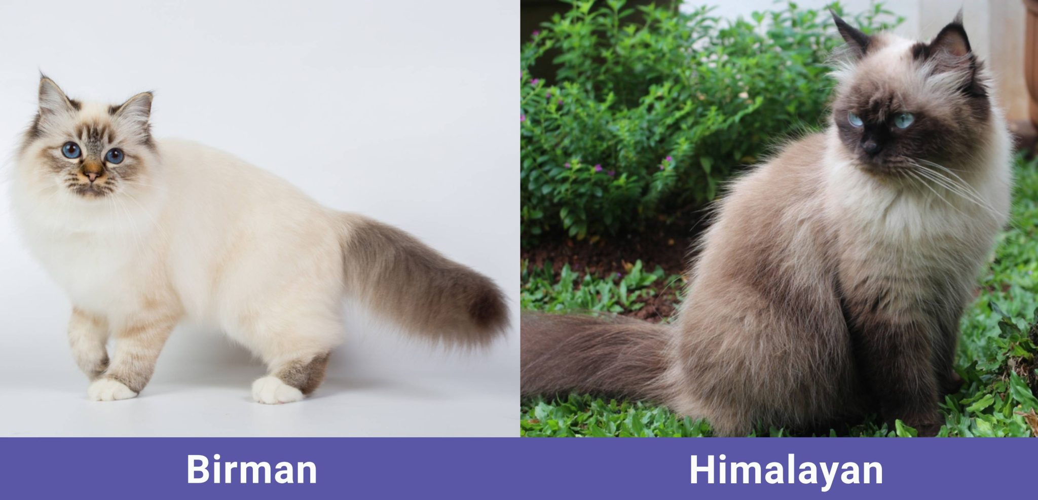 side by side Birman VS Himalayan