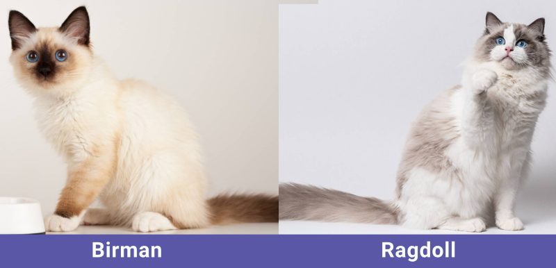 side by side Birman VS Ragdoll