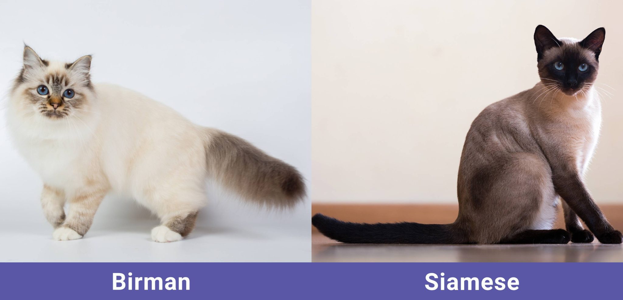side by side Birman VS Siamese