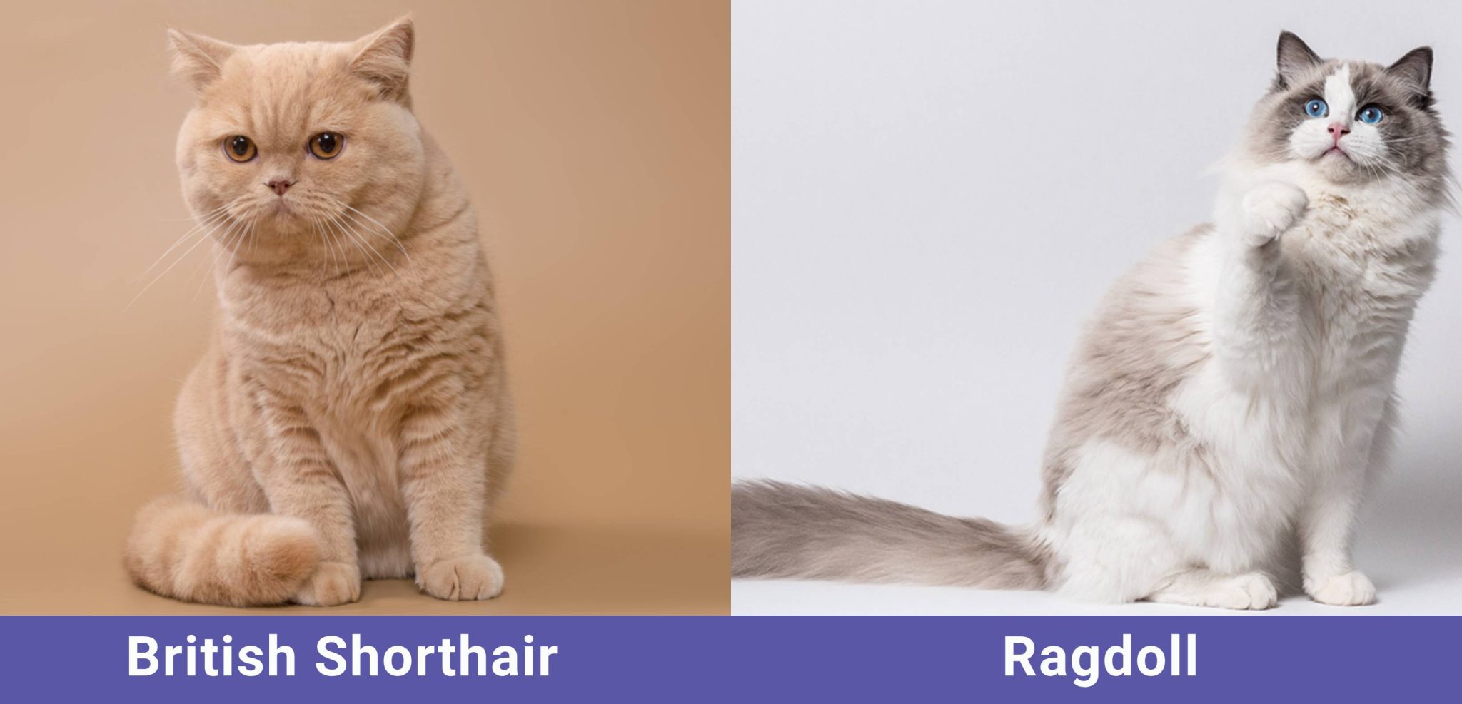 side by side British Shorthair VS Ragdoll