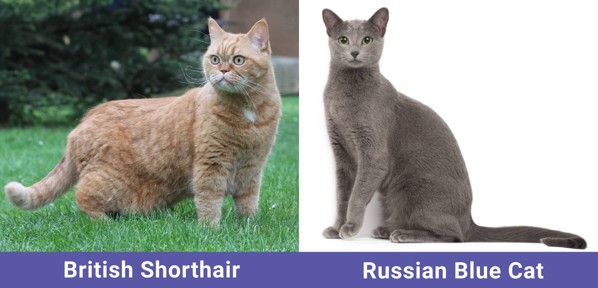 side by side British Shorthair VS Russian Blue Cat
